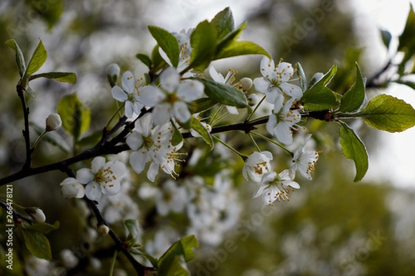 Obraz cherry branch with white flowers