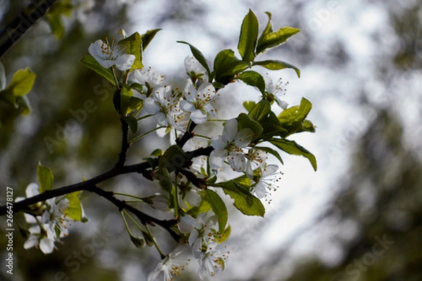 Obraz cherry branch with white flowers