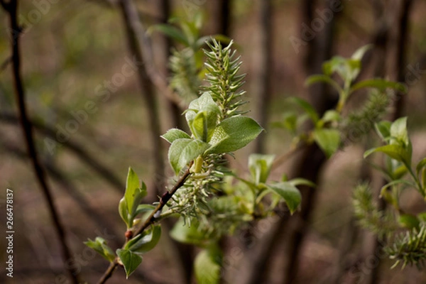Obraz spring green leaves on a cinnamon tree