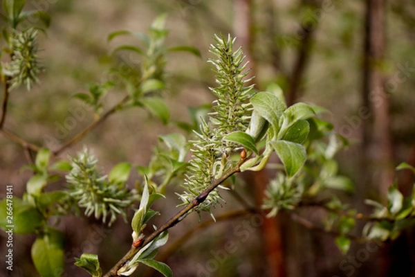Obraz spring green leaves on a cinnamon tree