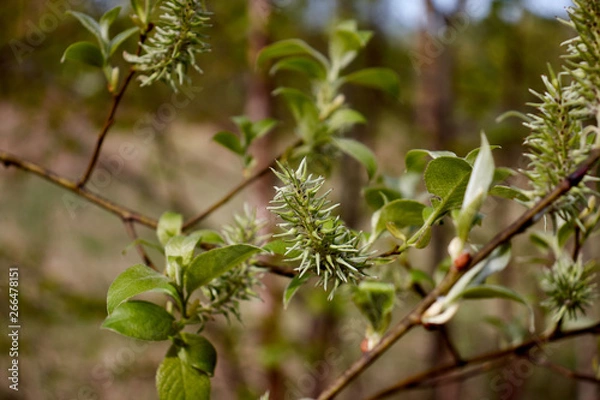 Obraz spring green leaves on a cinnamon tree
