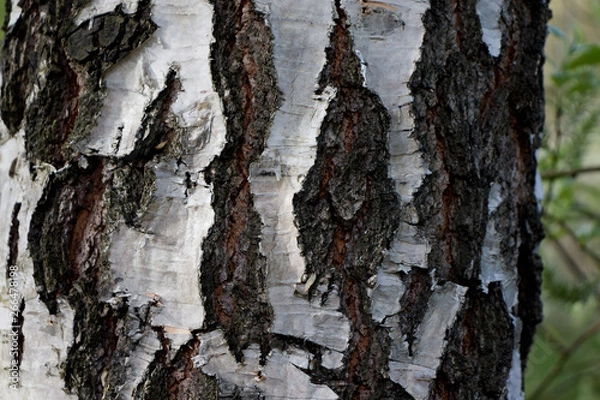 Obraz the bark of the birch trunk