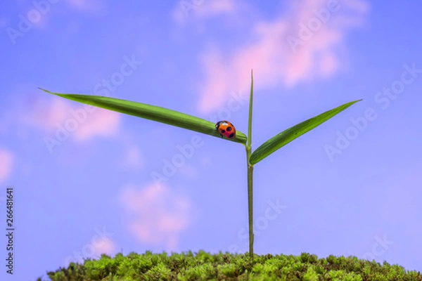 Obraz 春の野　新緑