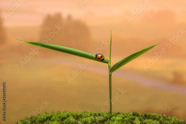 Obraz 春の野　新緑