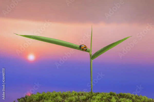 Obraz 春の野　新緑