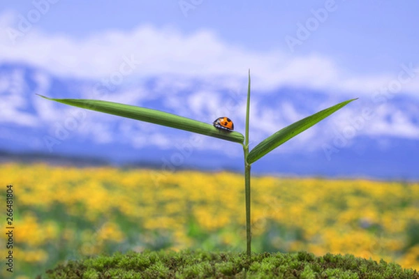 Obraz 春の野　新緑