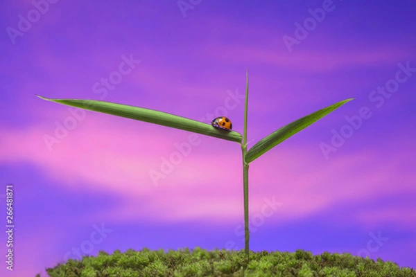 Obraz 春の野　新緑