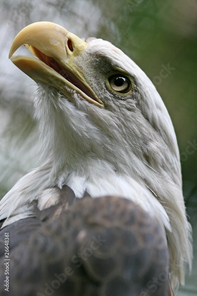 Obraz Weisskopf-Seeadler