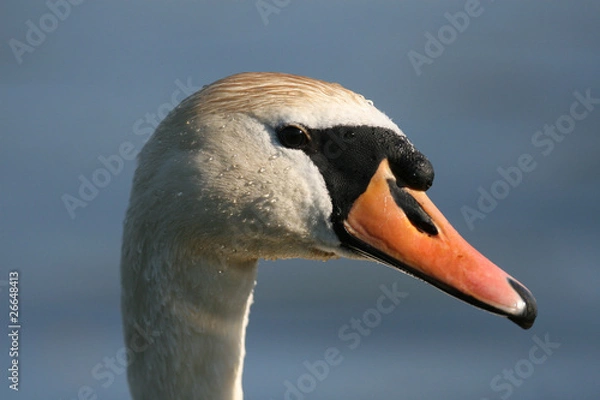 Obraz Schwanenportrait