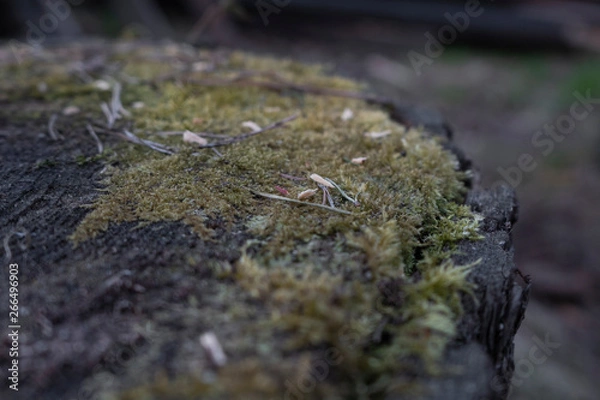 Fototapeta moss grows on a stump