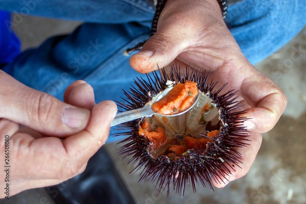 Fototapeta a man is eating fresh sea urchin with spoon