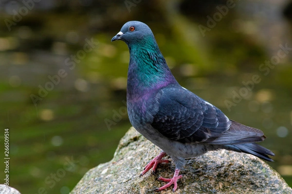 Obraz Pigeon