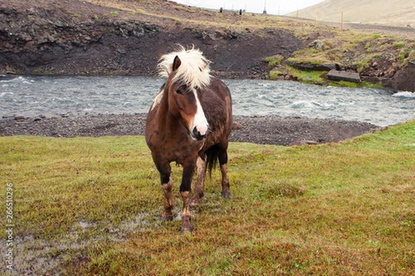 Fototapeta Dirty and wild horse with a white mane grazing by the river