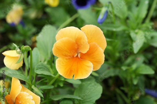 Obraz Orange pansy