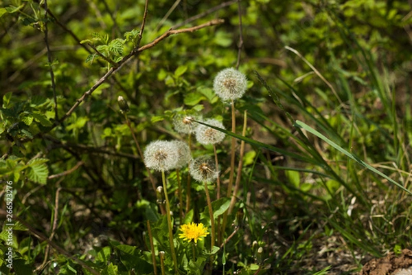 Obraz Dandelions in a forest