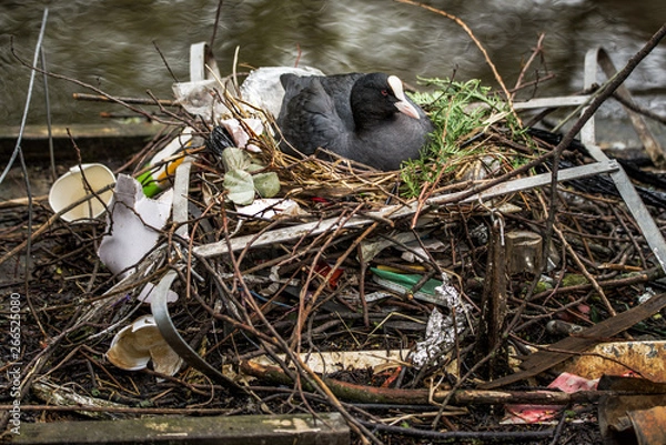 Fototapeta Eurasian Coot sitting on a nest built with human trash and litter.