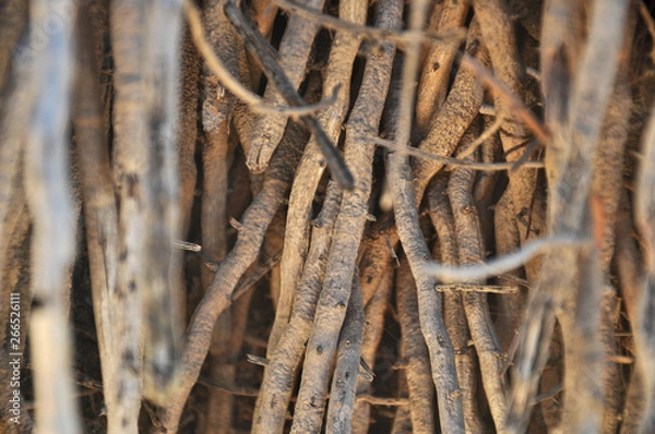 Fototapeta raízes do mundo