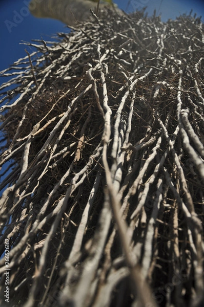 Fototapeta Raízes do Céu