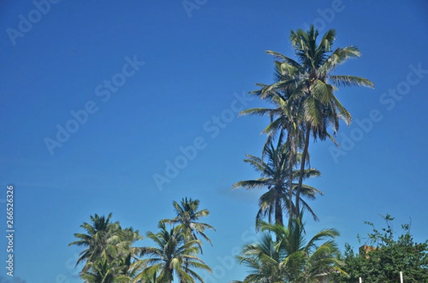 Obraz Palmeiras do Brasil