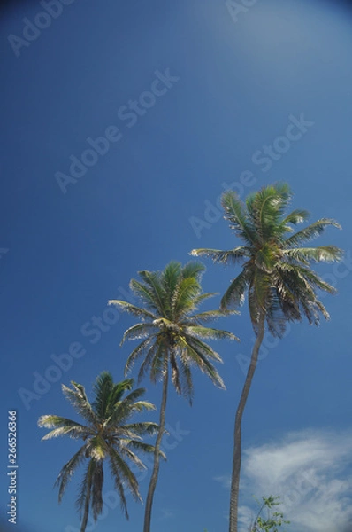 Fototapeta Coqueiros do Brasil