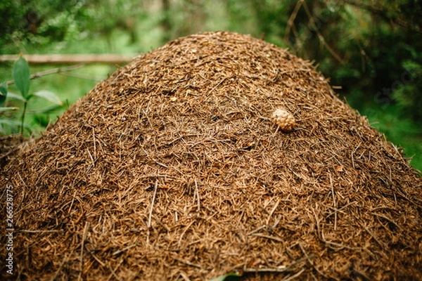 Fototapeta A giant anthill built by a forest ant. Murovenik in the forest