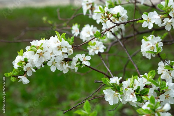 Obraz Spring background, branches with white flowers, flowering tree