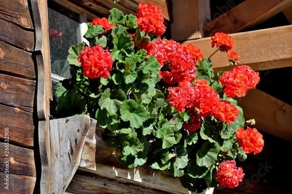 Obraz Geranien  - rot