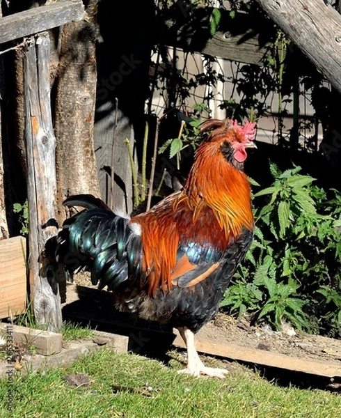 Obraz Gockel - stolzer Hahn