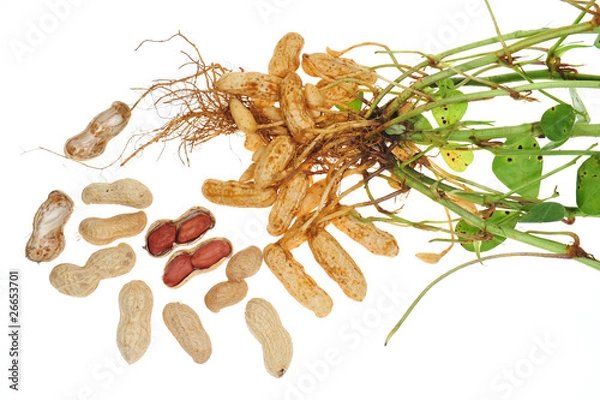 Fototapeta Groundnut Plant With Groundnuts Attached To The Roots