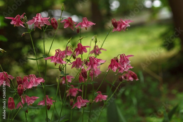 Obraz flowers purple bells and raindrops