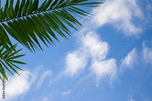 Fototapeta palm brunch  on blue sky