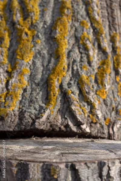Fototapeta Graded tree stump