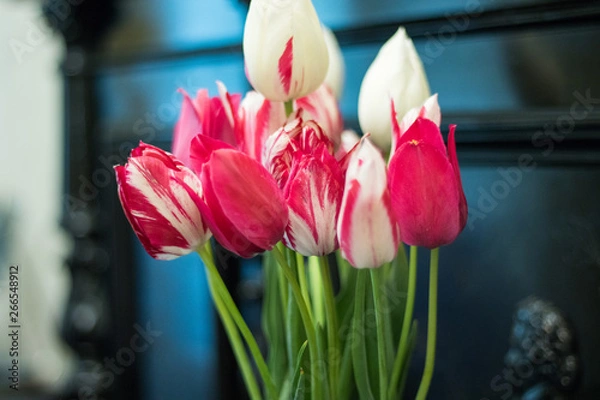 Obraz tulips on the black background