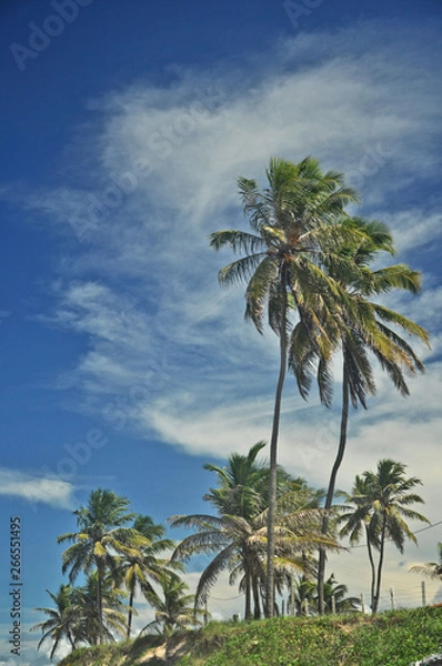 Fototapeta coqueiros voando
