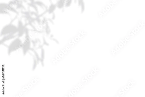 Fototapeta Summer background of shadows branch leaves on a white wall. White and Black for overlaying a photo or mockup