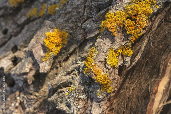 Fototapeta Tree Bark Texture