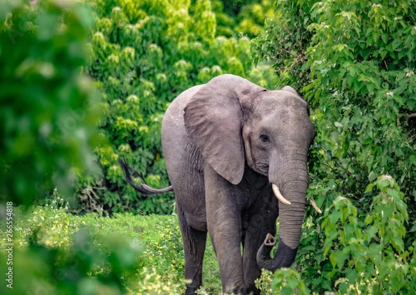 Fototapeta African Elephants in the savannah of the Chobe Nationalpark in Botswana
