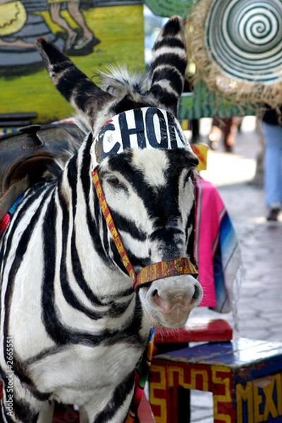 Fototapeta tijuana donkey