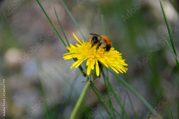 Obraz trzmiel na mleczu polnym