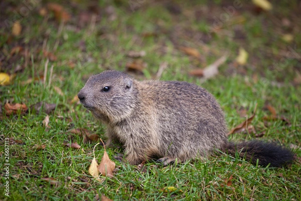 Obraz Marmot (Marmota marmota)