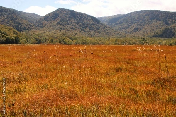 Fototapeta 尾瀬ヶ原の草紅葉