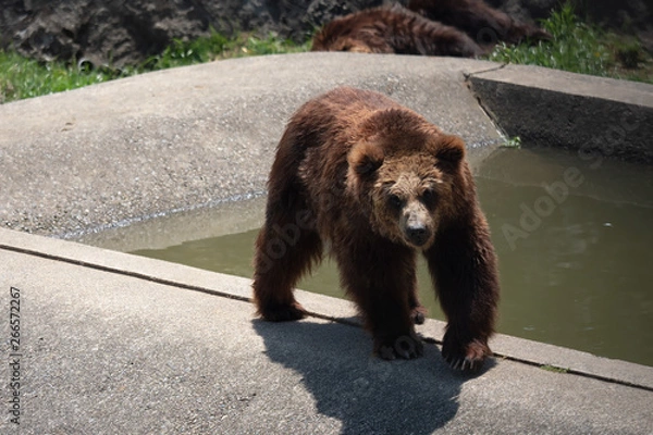 Obraz 歩いているエゾヒグマ
