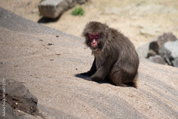 Fototapeta こちらを見るニホンザル