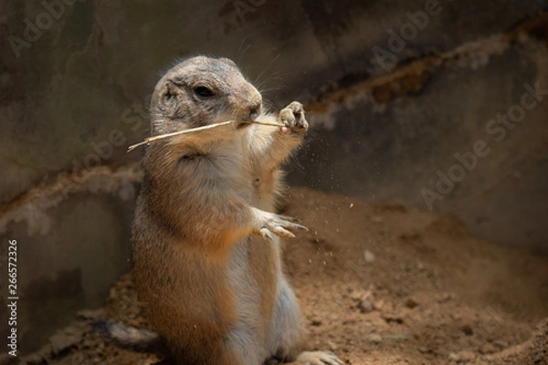 Obraz 食事するプレーリードッグ