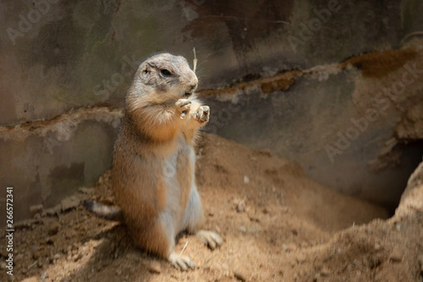 Obraz 立ち上がったプレーリードッグ