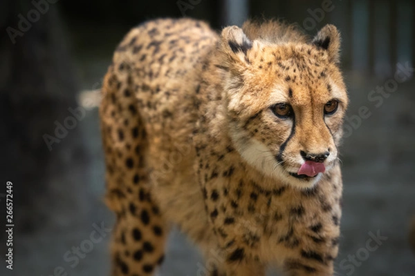 Obraz 舌を出すチーター
