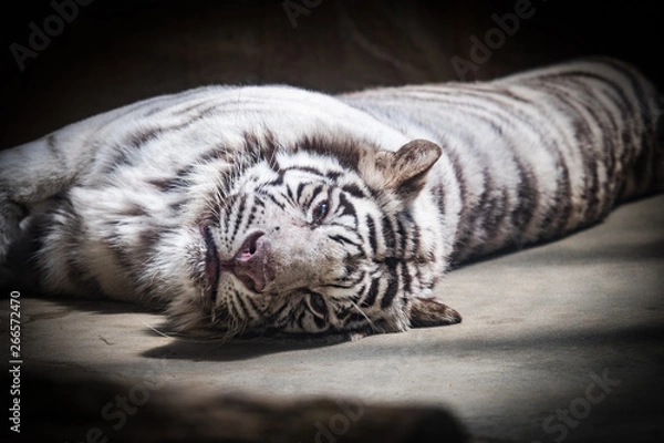 Obraz 寝転ぶホワイトタイガー