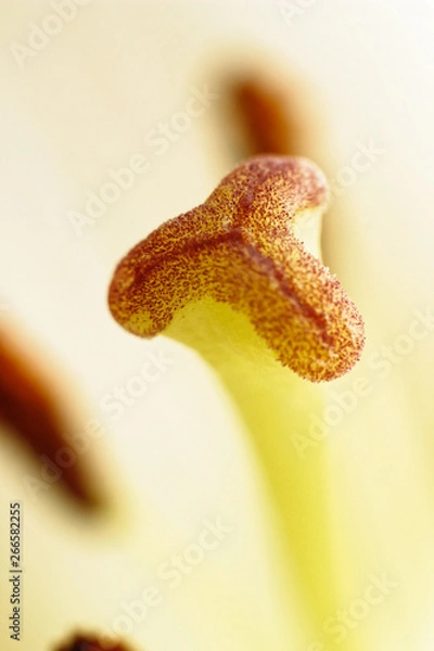 Obraz Lily Stigma Macro