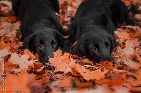 Obraz Autumn dogs