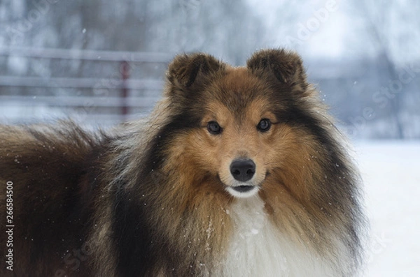 Obraz Sheltie